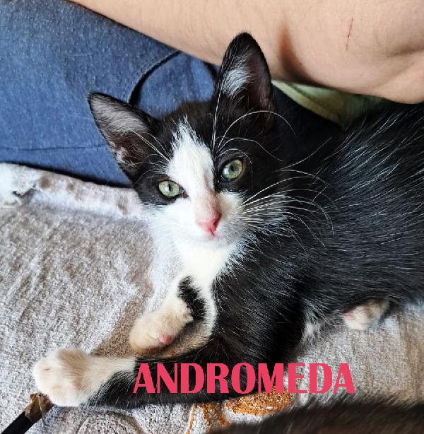 Narcissa, Bellatrix, Andromeda